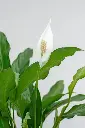 unsplash_nt3eW1VW0aQ_PEACE LILY.webp