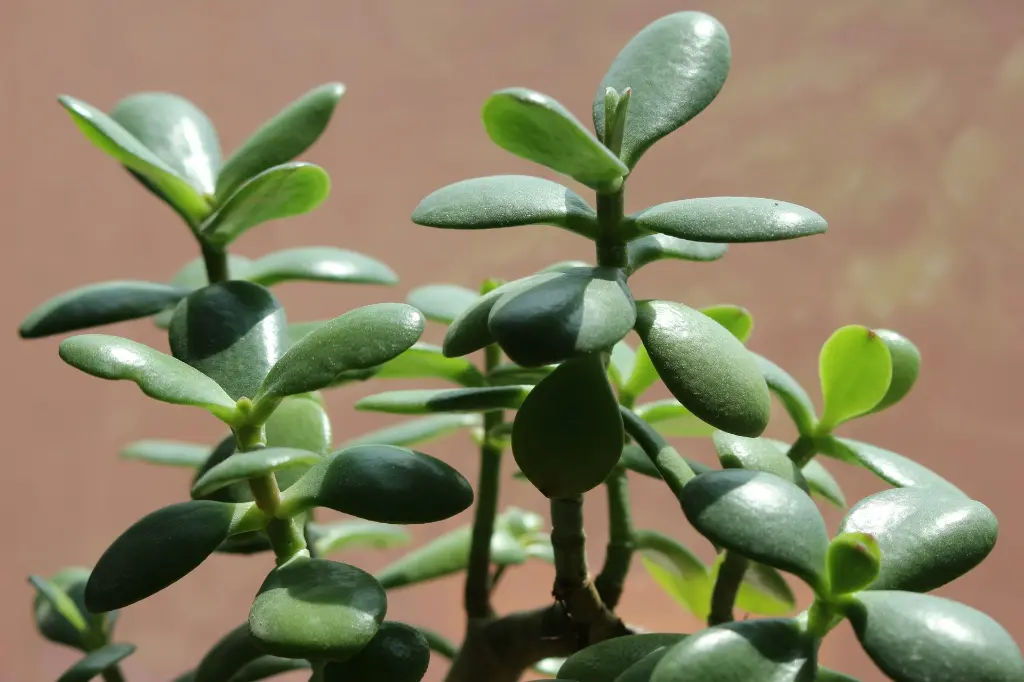 unsplash_IlxUk5FxHjE_JADE PLANT.webp