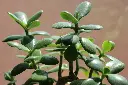 unsplash_IlxUk5FxHjE_JADE PLANT.webp