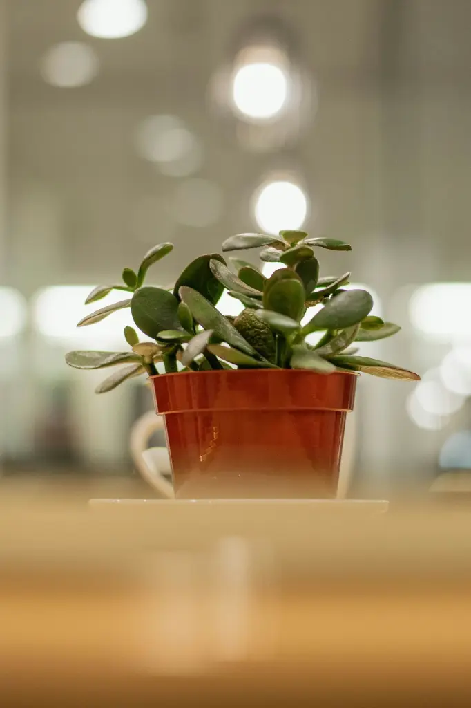 unsplash_dNs4zYXq33o_JADE PLANT.webp.jpg