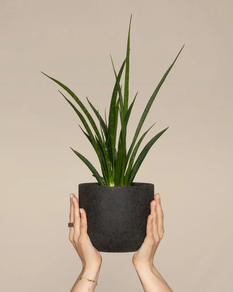 unsplash_dl4o-yrqHZc_Sansevieria hybrid B10.webp