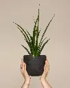 unsplash_dl4o-yrqHZc_Sansevieria hybrid B10.webp