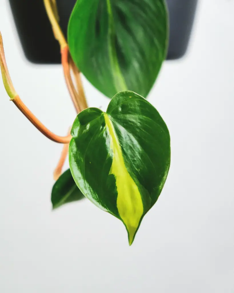 unsplash_KsKZH0HmJMk_philodendron brasil.webp.jpg