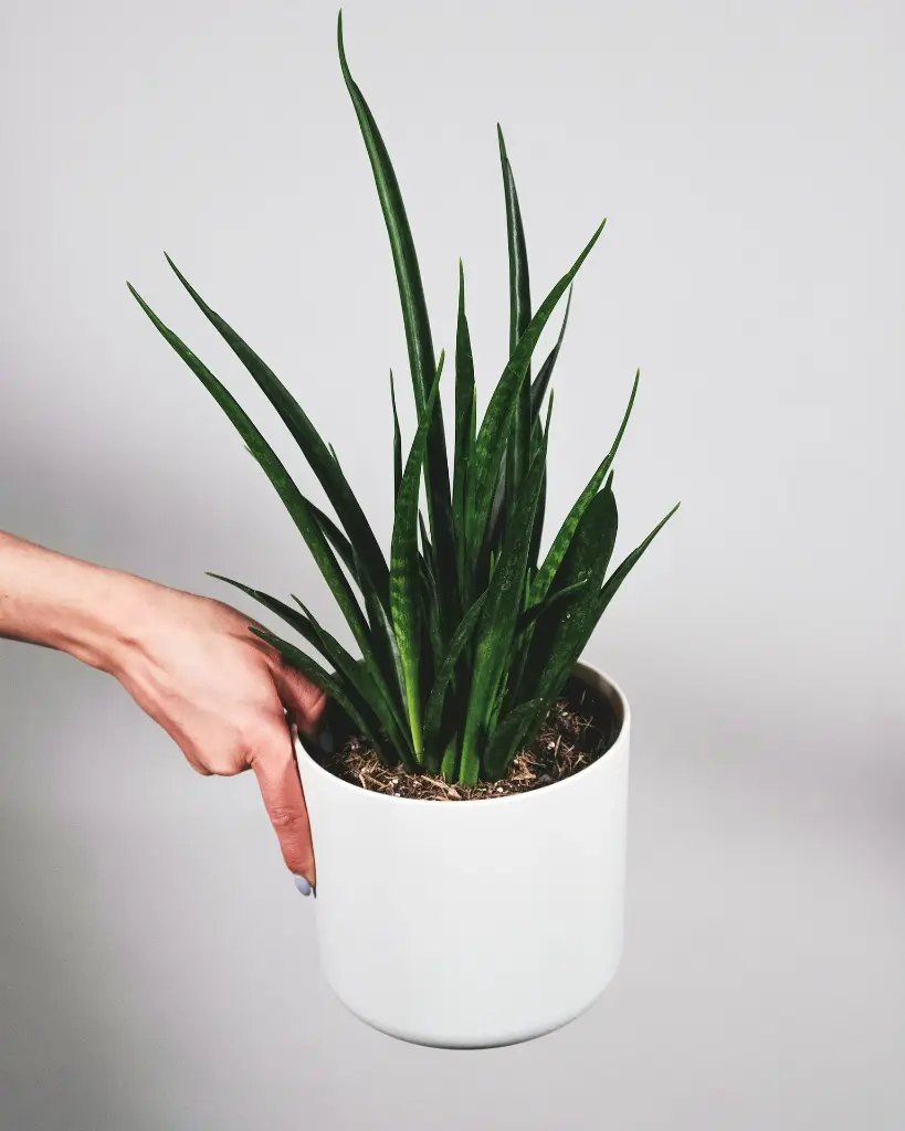 unsplash_yZIjR21cgZ0_Sansevieria hybrid B10.webp.jpg