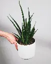 unsplash_yZIjR21cgZ0_Sansevieria hybrid B10.webp.jpg