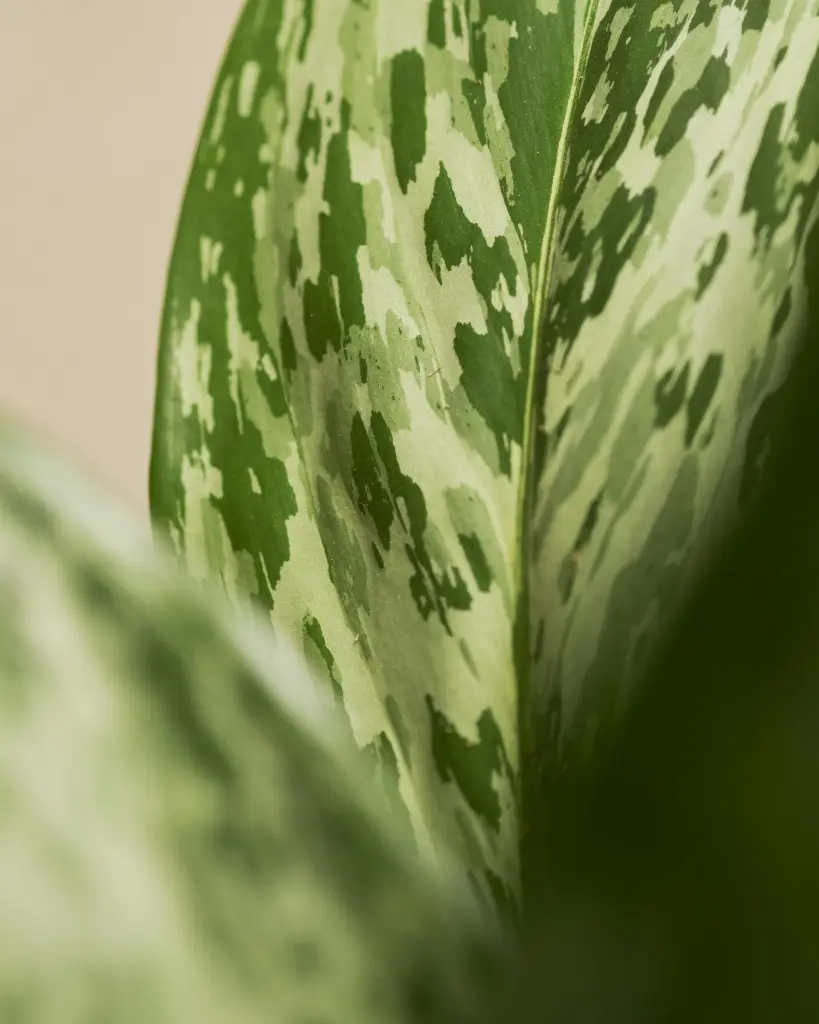 unsplash_G9iEuXl8i-s_AGLAONEMA SNOW WHITE.webp.jpg