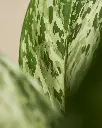 unsplash_G9iEuXl8i-s_AGLAONEMA SNOW WHITE.webp.jpg