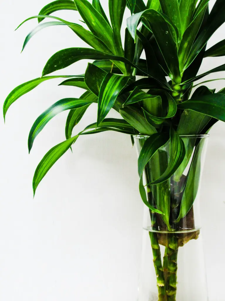 unsplash_l8Ex3iH3LAM_lucky bamboo.webp.jpg