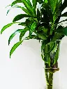 unsplash_l8Ex3iH3LAM_lucky bamboo.webp.jpg