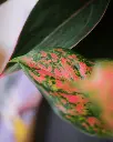 unsplash_KeazTzuhmA4_AGALONEMA .webp