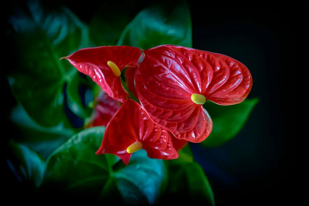 unsplash_jxf1k1TS07s_ANTHURIUM.webp