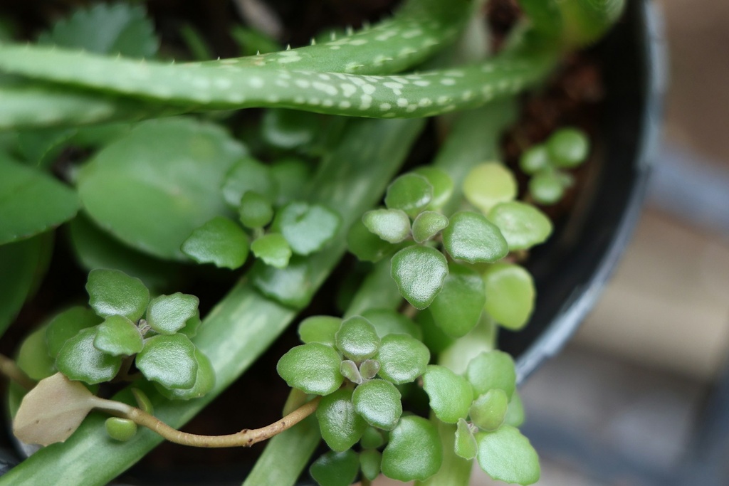Tangled heart vine (pillow plant)