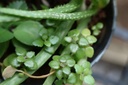 Tangled heart vine (pillow plant)