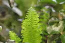 unsplash_oAR-Ly9z6zk_oak leaf fern.webp