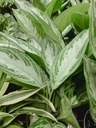 Chinese Evergreen Var. Silver Queen