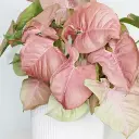 Syngonium Pink