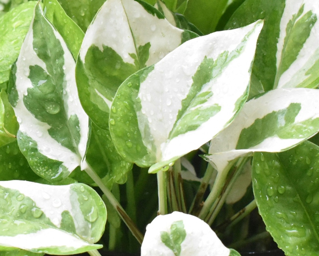 'N' joy pothos
