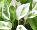 'N' joy pothos