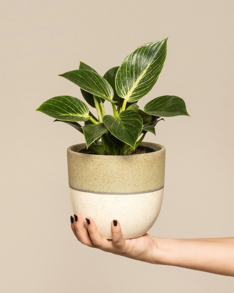 Philodendron birkin