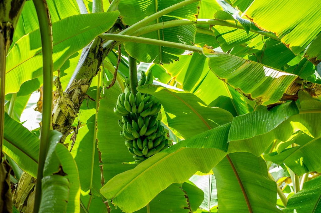 Banana Tree