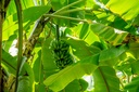 Banana Tree