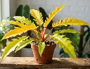 Philodendron golden serratum