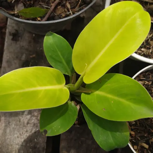 Philodendron ceylon gold