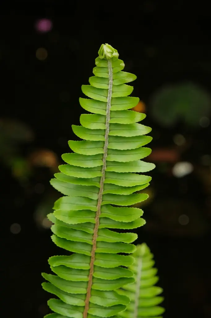 unsplash_u7NF7kut3sI_oak leaf fern.webp.jpg