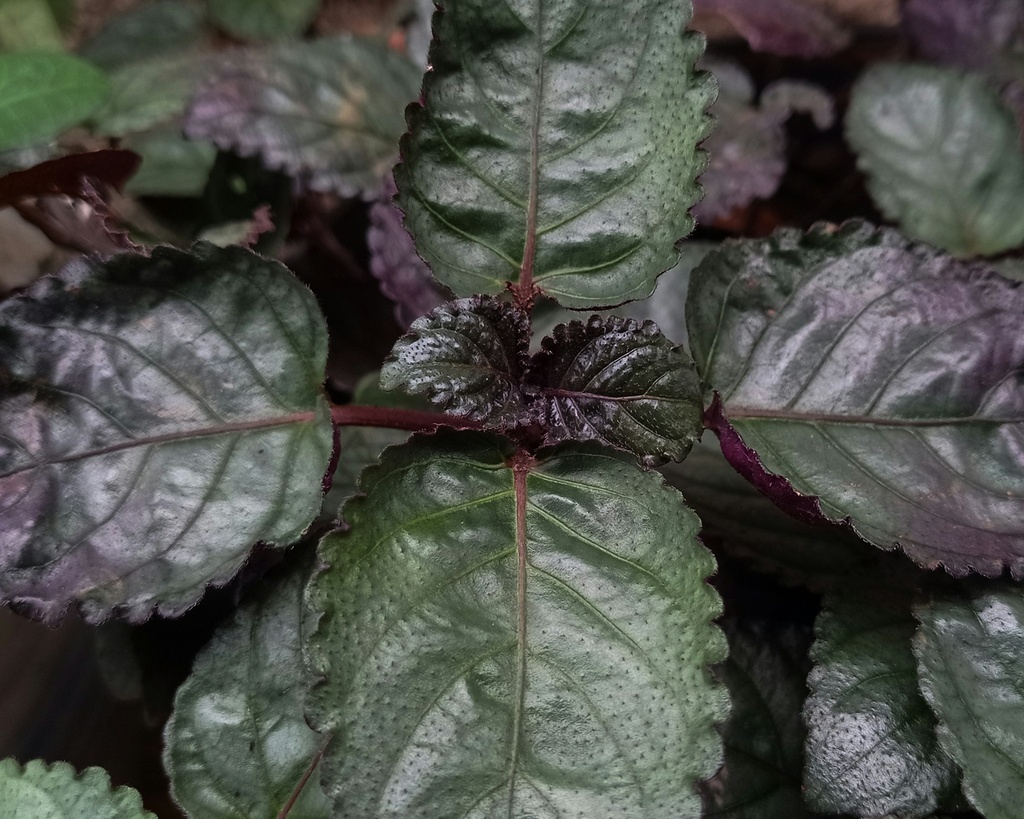 Purple waffle plant