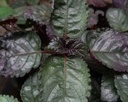 Purple waffle plant