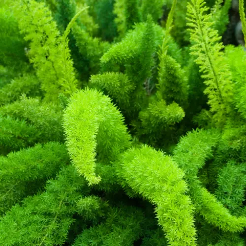 Foxtail Fern