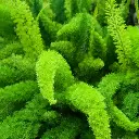 Foxtail Fern
