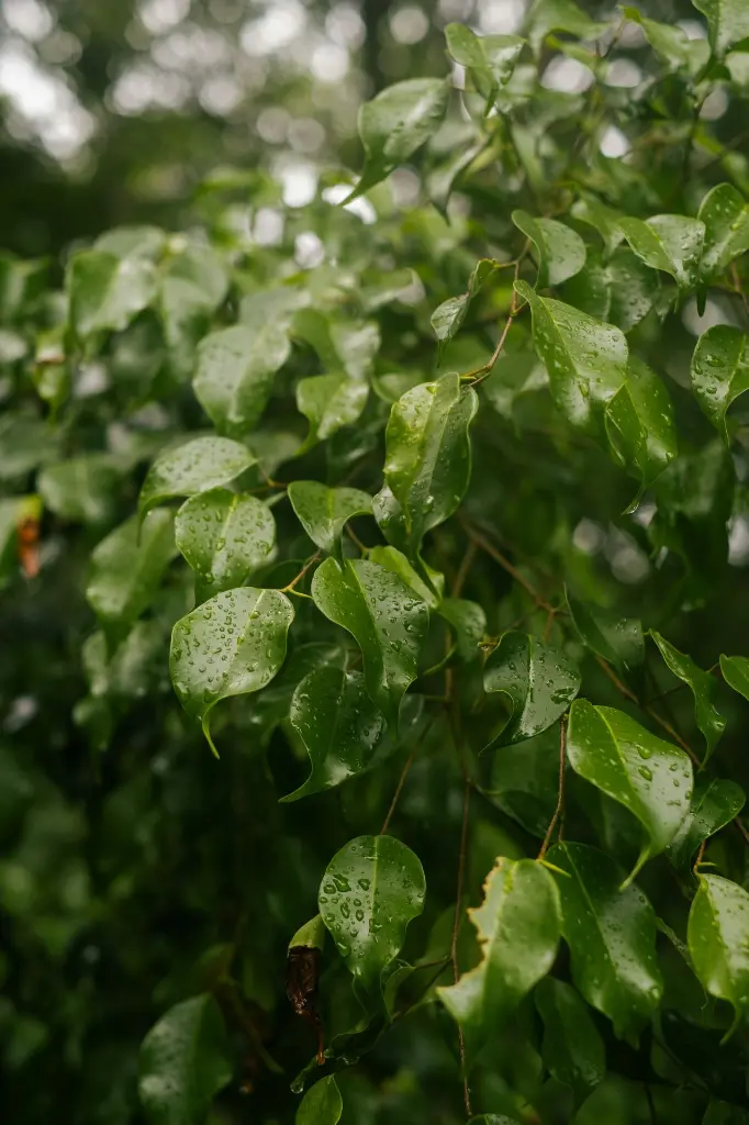 unsplash_alIlx_mBUoE_WEEPING FIG.webp
