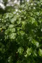 unsplash_alIlx_mBUoE_WEEPING FIG.webp