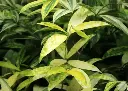 Milky Bamboo