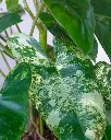 unsplash_JXHsUJdKP0Y_PHILODENDRON.webp