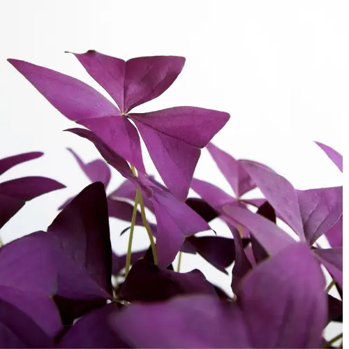 Oxalis