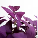 Oxalis