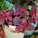 Nerve plant