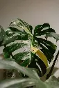 unsplash_sfxK-xw4bo4_monstera thai.webp