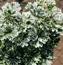 Ming aralia