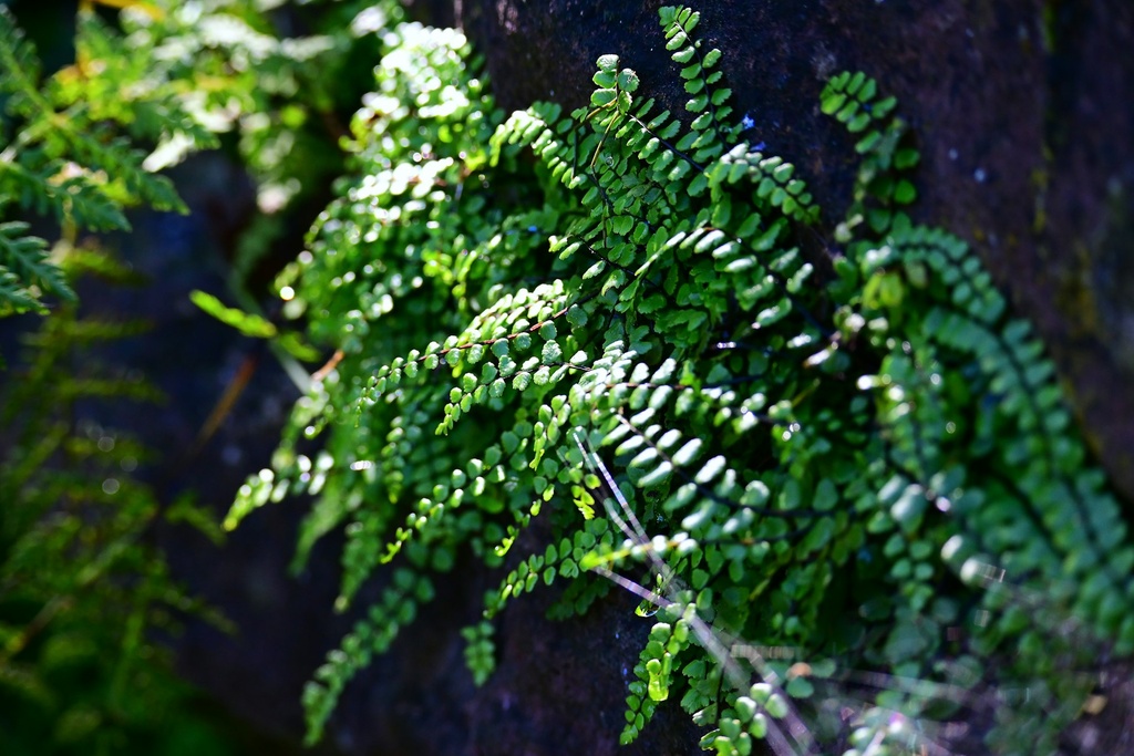 Maidenhair fern