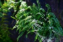 Maidenhair fern