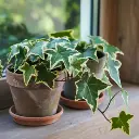 English ivy