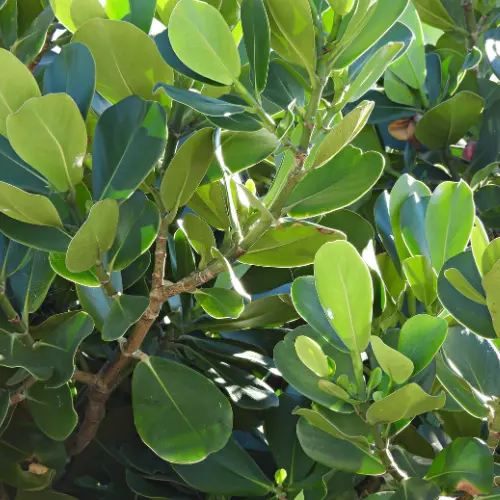 Clusia rosea