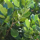 Clusia rosea