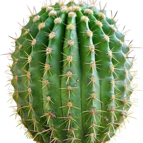 Golden barrel cactus