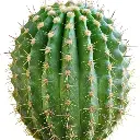 Golden barrel cactus