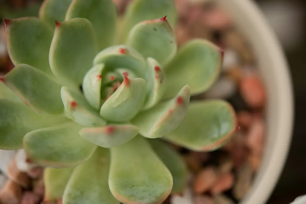 unsplash_L3Yr7q9ZDsM_ECHEVERIA.webp