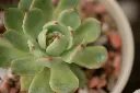 unsplash_L3Yr7q9ZDsM_ECHEVERIA.webp